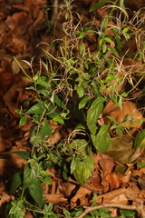 Epilobium