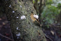 Hericium