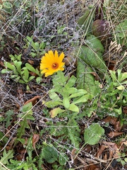 Calenduleae
