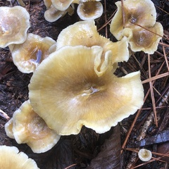 Gerronema strombodes