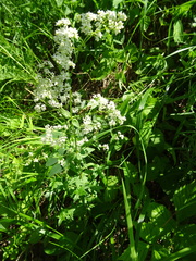 Galium × pseudoboreale