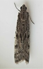 Phycitodes reliquellum