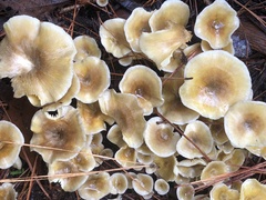 Gerronema strombodes