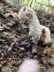 Entoloma abortivum