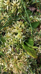 Sphagnum squarrosum