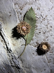 Quercus variabilis