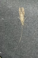 Oecetis