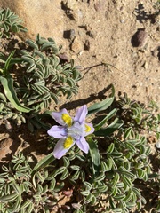 Moraea falcifolia