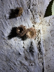 Quercus variabilis