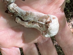 Entoloma abortivum