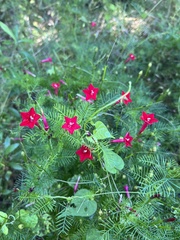 Ipomoea quamoclit