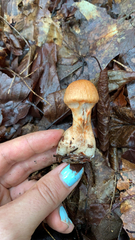 Cortinarius armillatus