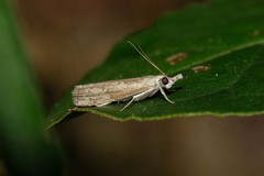 Culladia hastiferalis
