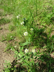 Trifolium montanum