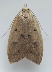 Machimia tentoriferella