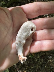 Entoloma abortivum