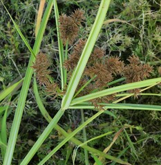 Cyperus flavicomus