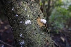 Hericium