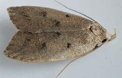 Machimia tentoriferella