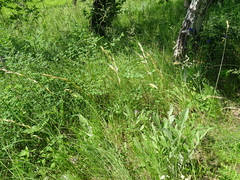 Helictotrichon desertorum