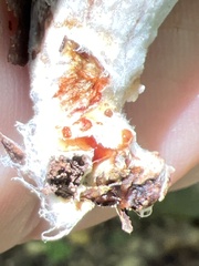 Entoloma abortivum