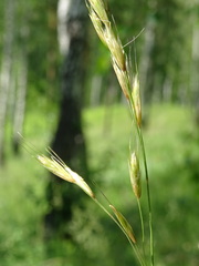 Helictotrichon desertorum