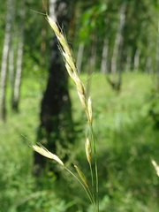 Helictotrichon desertorum