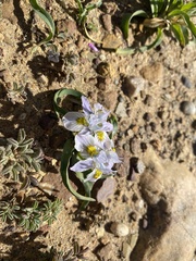 Moraea falcifolia