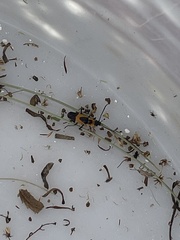 Chauliognathus basalis