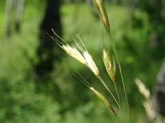 Helictotrichon desertorum