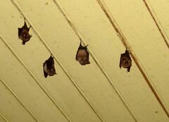Rhinolophus hipposideros
