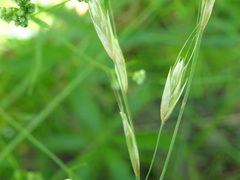 Helictotrichon desertorum