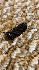 Periplaneta fuliginosa