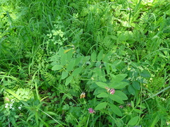 Lathyrus pisiformis