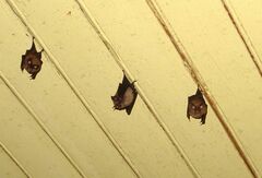 Rhinolophus hipposideros