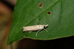 Culladia hastiferalis