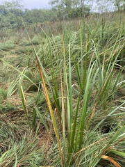 Sporobolus alterniflorus