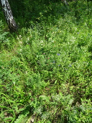 Filipendula vulgaris