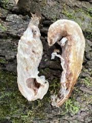 Entoloma abortivum