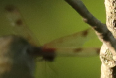 Celithemis elisa