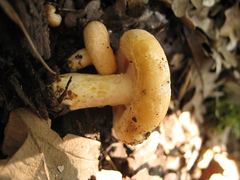 Lactarius zonarius