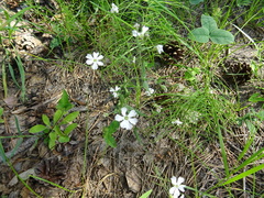 Silene linnaeana