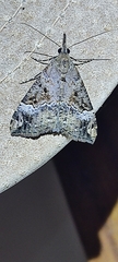Hypena obsitalis