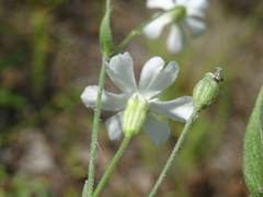 Silene linnaeana