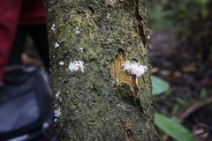 Hericium