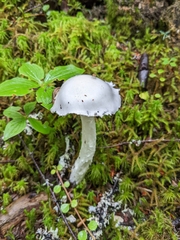Stropharia aeruginosa