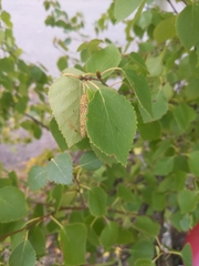 Betula pubescens