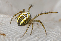 Mangora acalypha