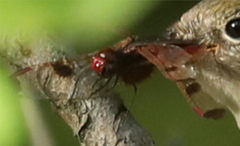 Celithemis elisa