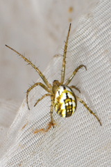 Mangora acalypha